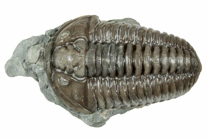 Prone Flexicalymene Trilobite - Mt Orab, Ohio #358066